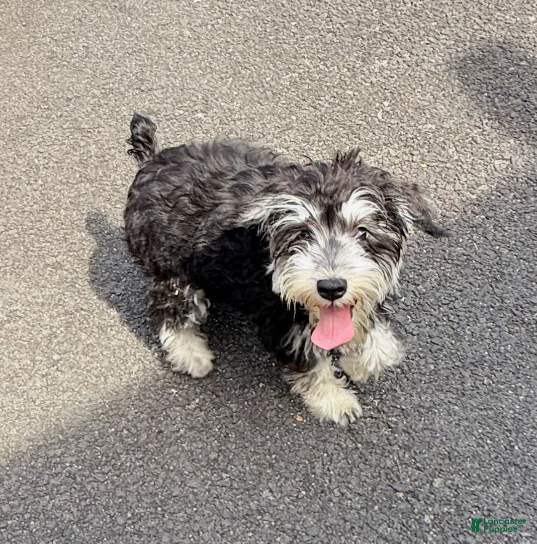 Miniature Schnauzer dogs for sale: BELLA - Ad 5