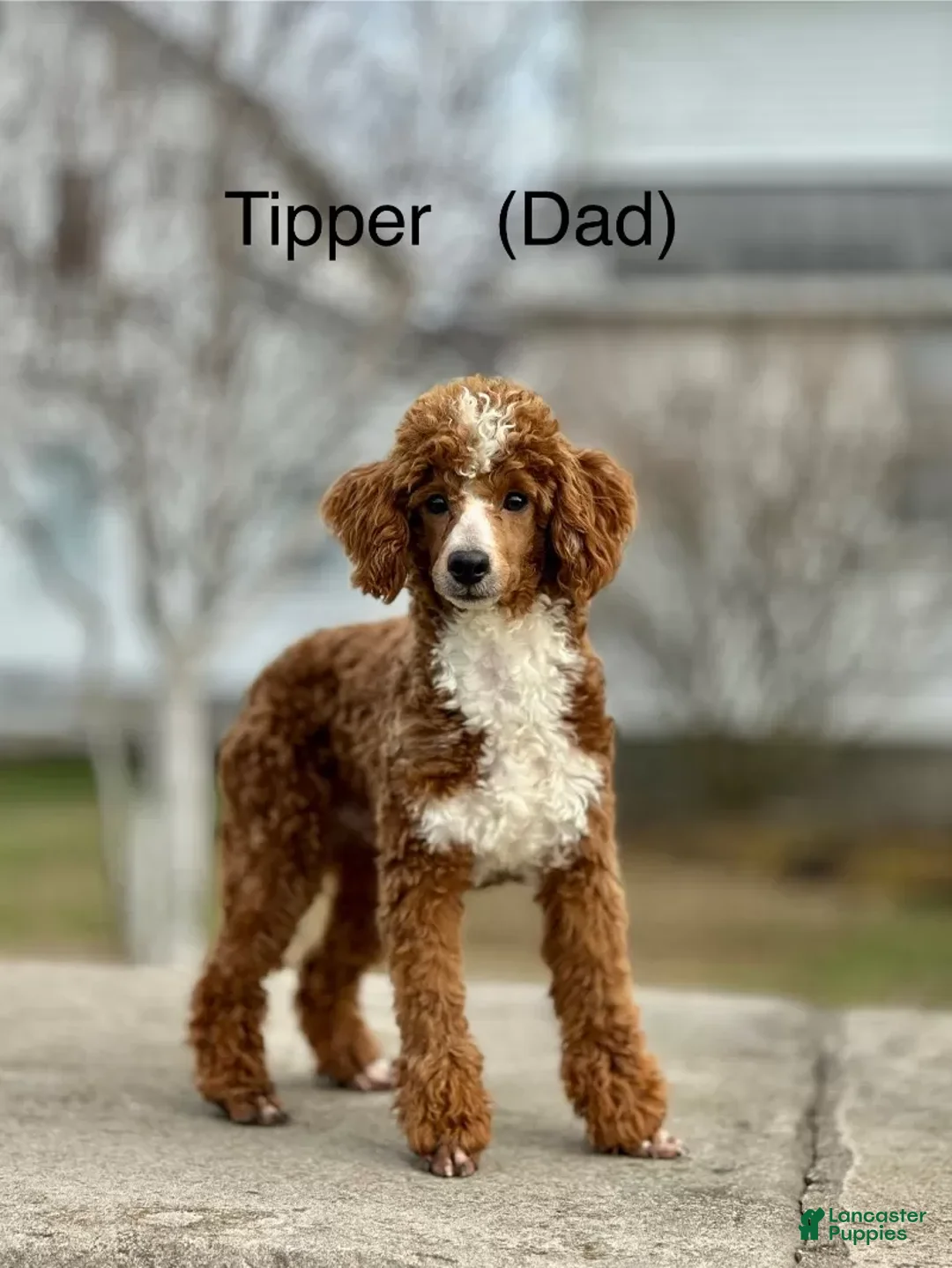 Mini Goldendoodle dogs for sale: Cole - Ad 13