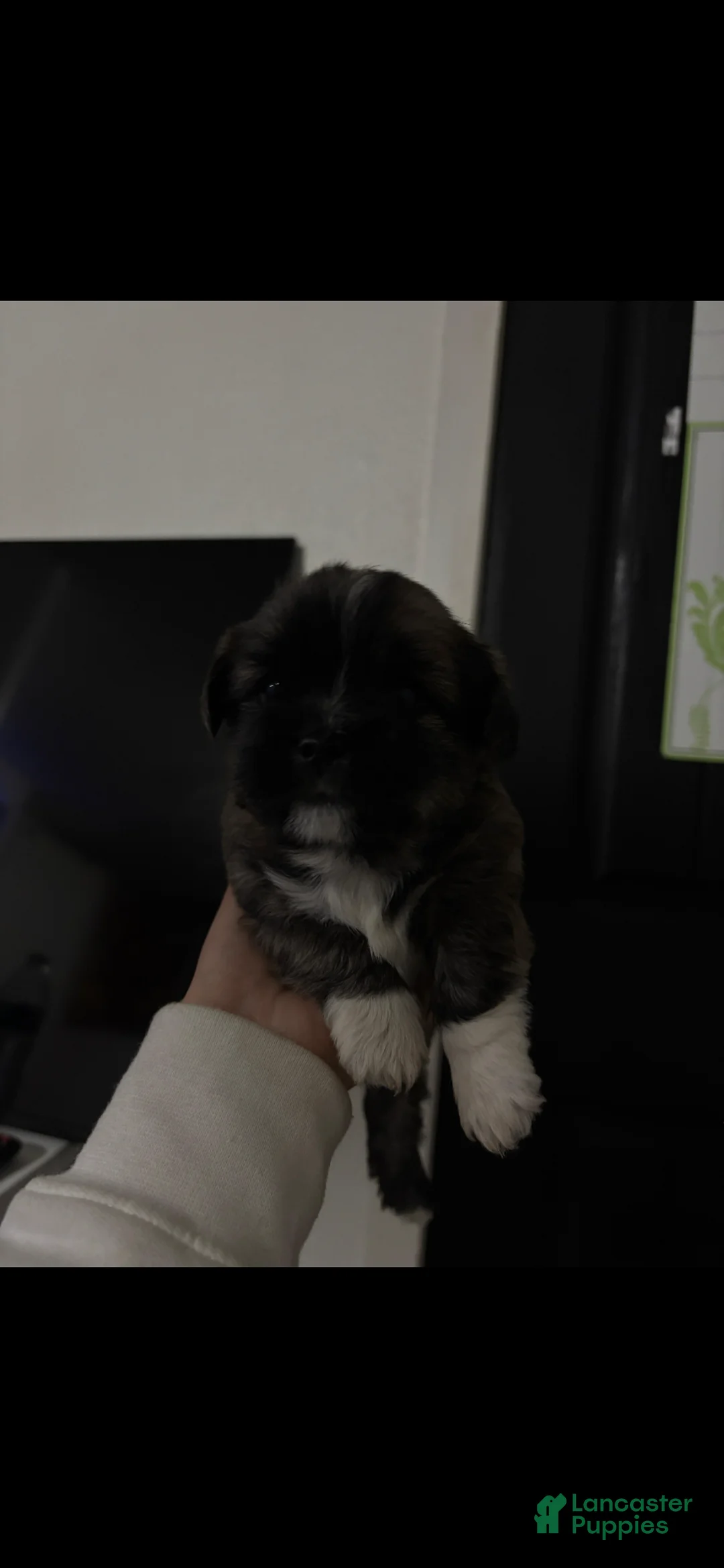 Shorkie dogs for sale: Shorkie Puppy 3 - Ad 2