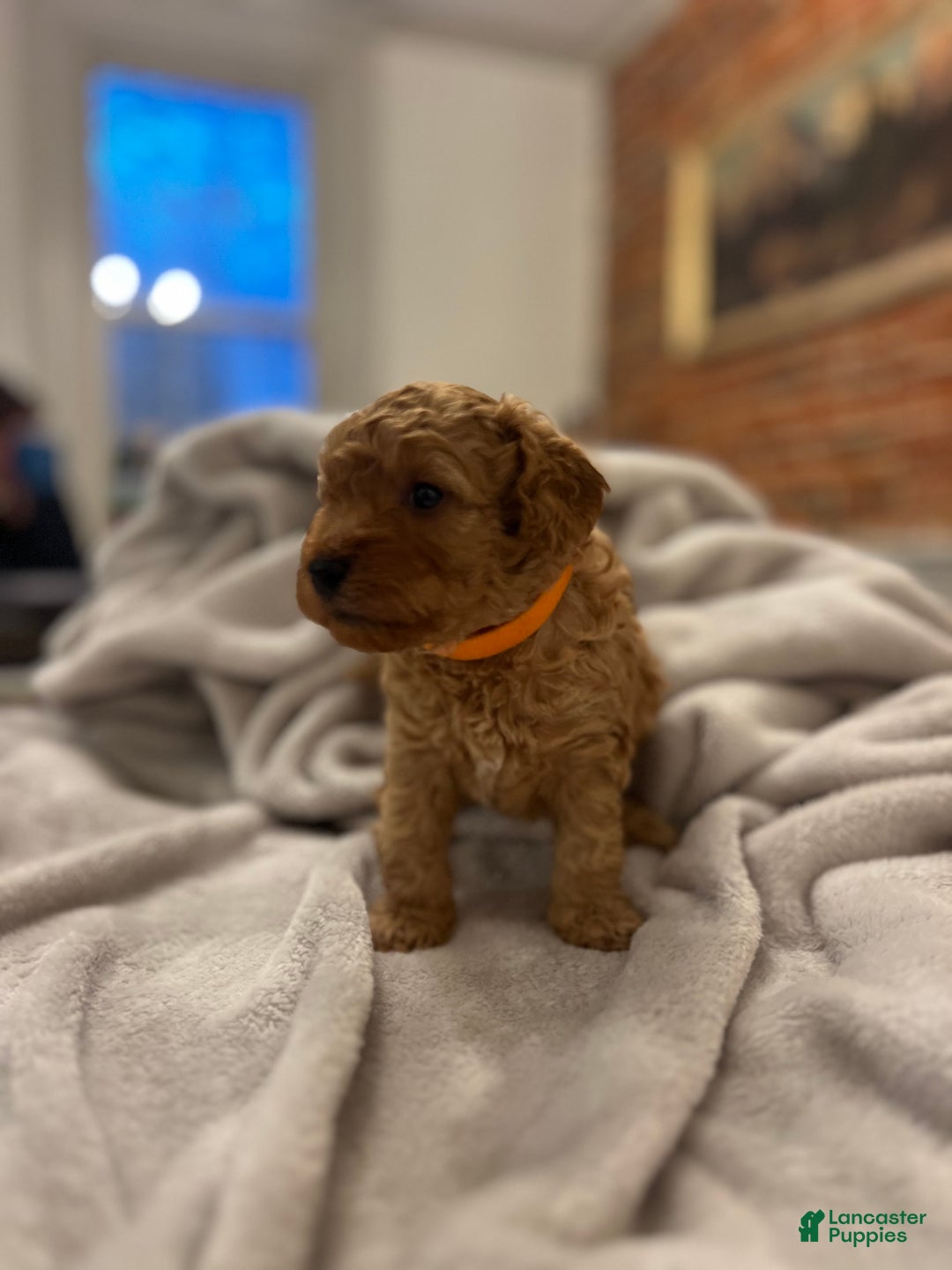 Toy Poodle dogs for sale: Michelangelo - Ad 2