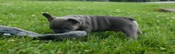 French Bulldog dogs for sale: Kilo  - Ad 11