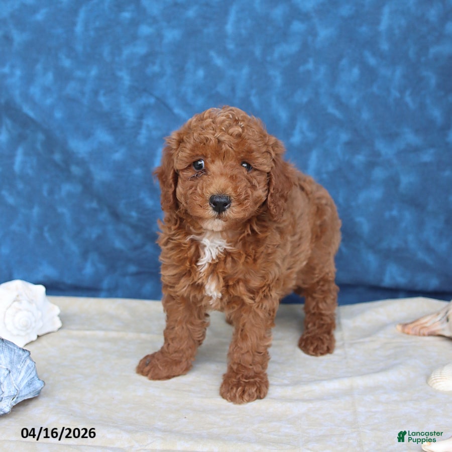 Goldendoodle dogs Blitz   - Ad 2