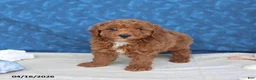 Goldendoodle dogs for sale: Blitz   - Ad 2