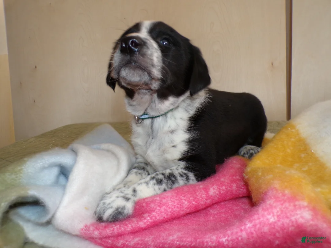 Border Collie dogs for sale: Border Collie Puppy 1 Spotty - Ad 2