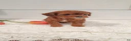 Cavapoo dogs for sale: Sparkle - Ad 8