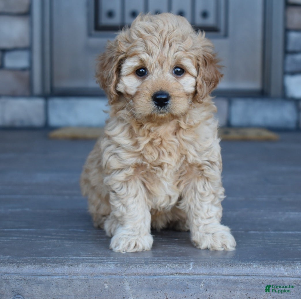 Mini Goldendoodle dogs Hazel - Ad 1