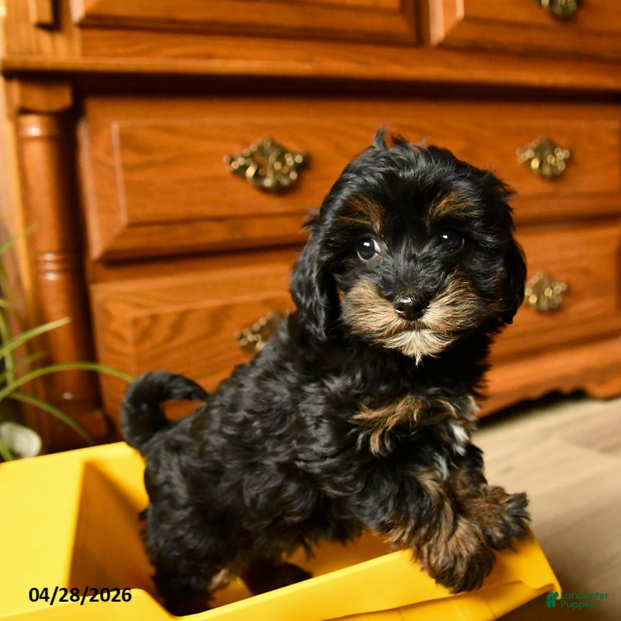 Havapoo dogs Sprinkle - Ad 1