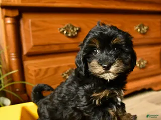 Havapoo dogs for sale: Sprinkle - Ad 3