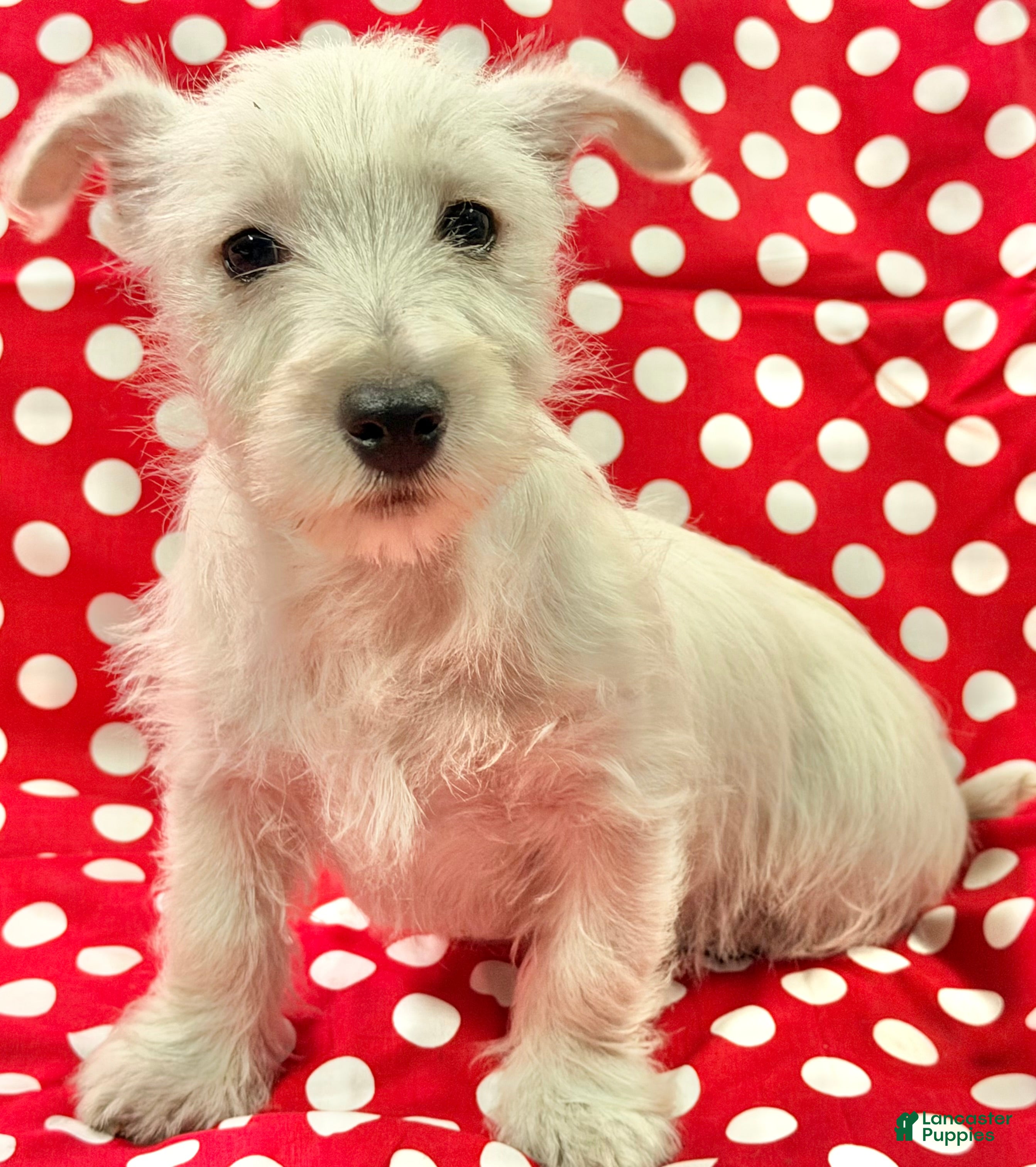 West Highland Terrier dogs Karson  - Ad 1