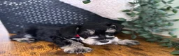 Miniature Schnauzer dogs for sale: Jack - Ad 6