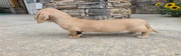 Miniature Dachshund dogs for sale: Harper - Ad 3