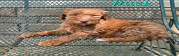 Goldendoodle dogs for sale: Goldendoodle Puppy 2 - Ad 1