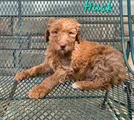 Goldendoodle Puppy 2