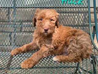 Goldendoodle dogs Goldendoodle Puppy 2 - Ad 38