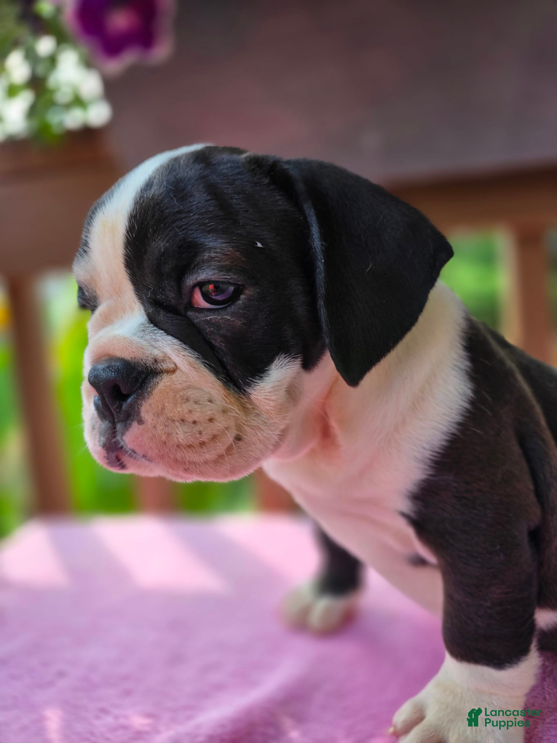 English Bulldog dogs Petunia - Ad 21