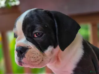 English Bulldog dogs Petunia - Ad 38