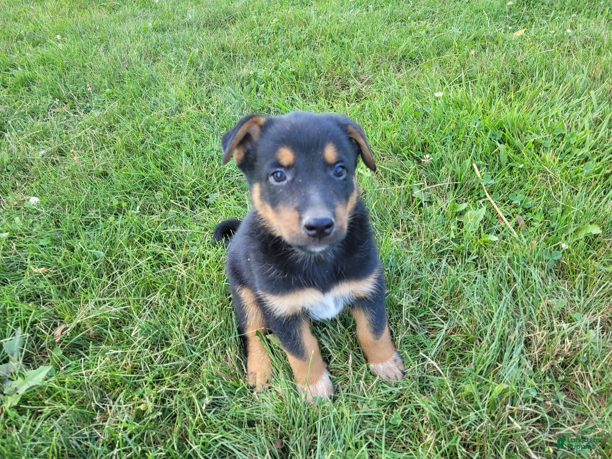 Mixed Breed dogs Jack  - Ad 1