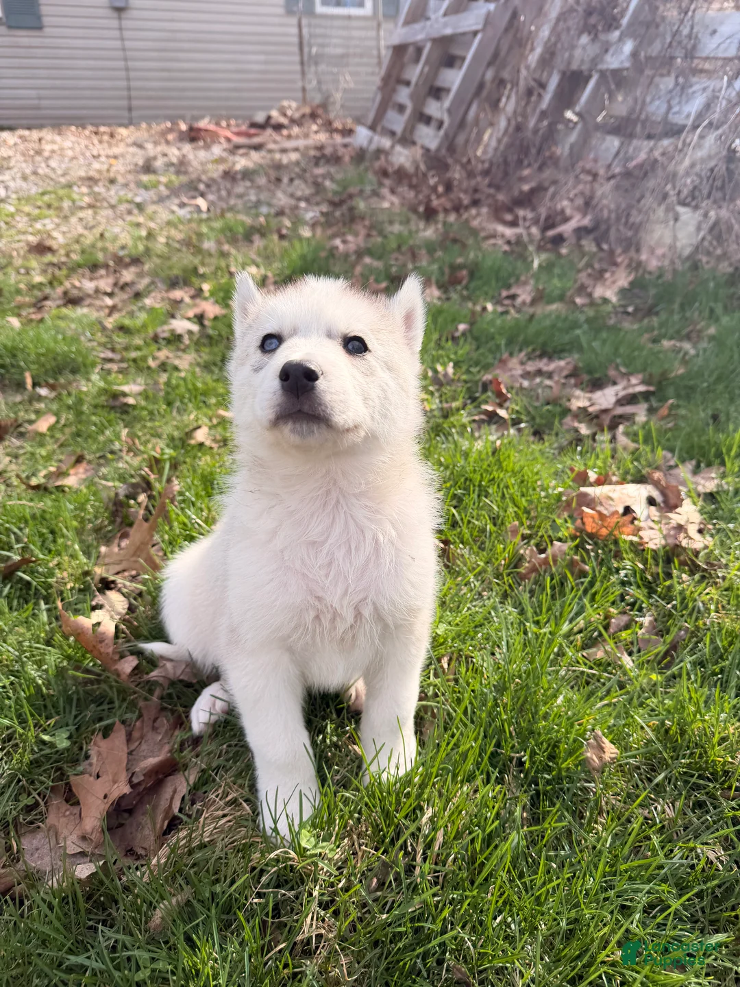 Siberian Husky dogs for sale: Bear - Ad 2