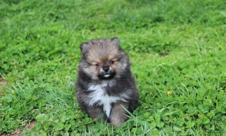 Pomeranian dogs Casper  - Ad 1