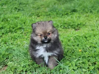 Pomeranian dogs for sale: Casper - Ad 4