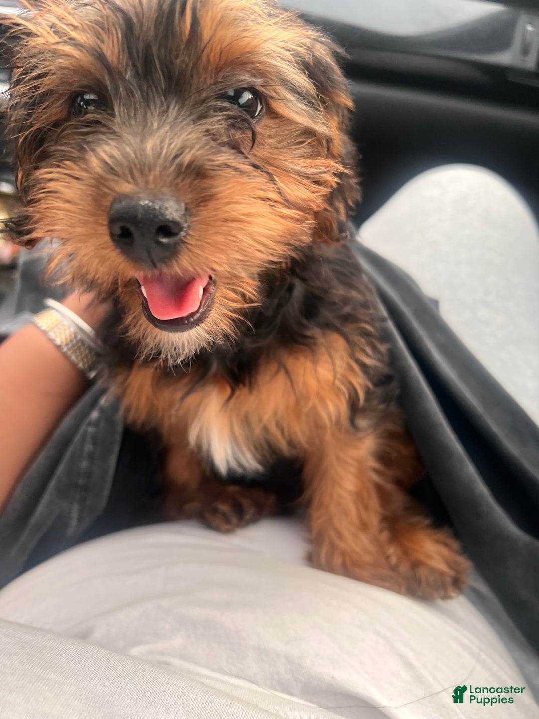 Yorkiepoo dogs for sale: Yorkiepoo Puppy 2 - Ad 3
