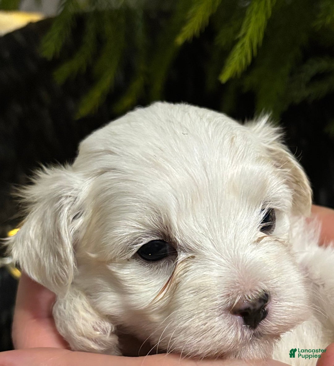 Maltese dogs for sale: Cody - Ad 8