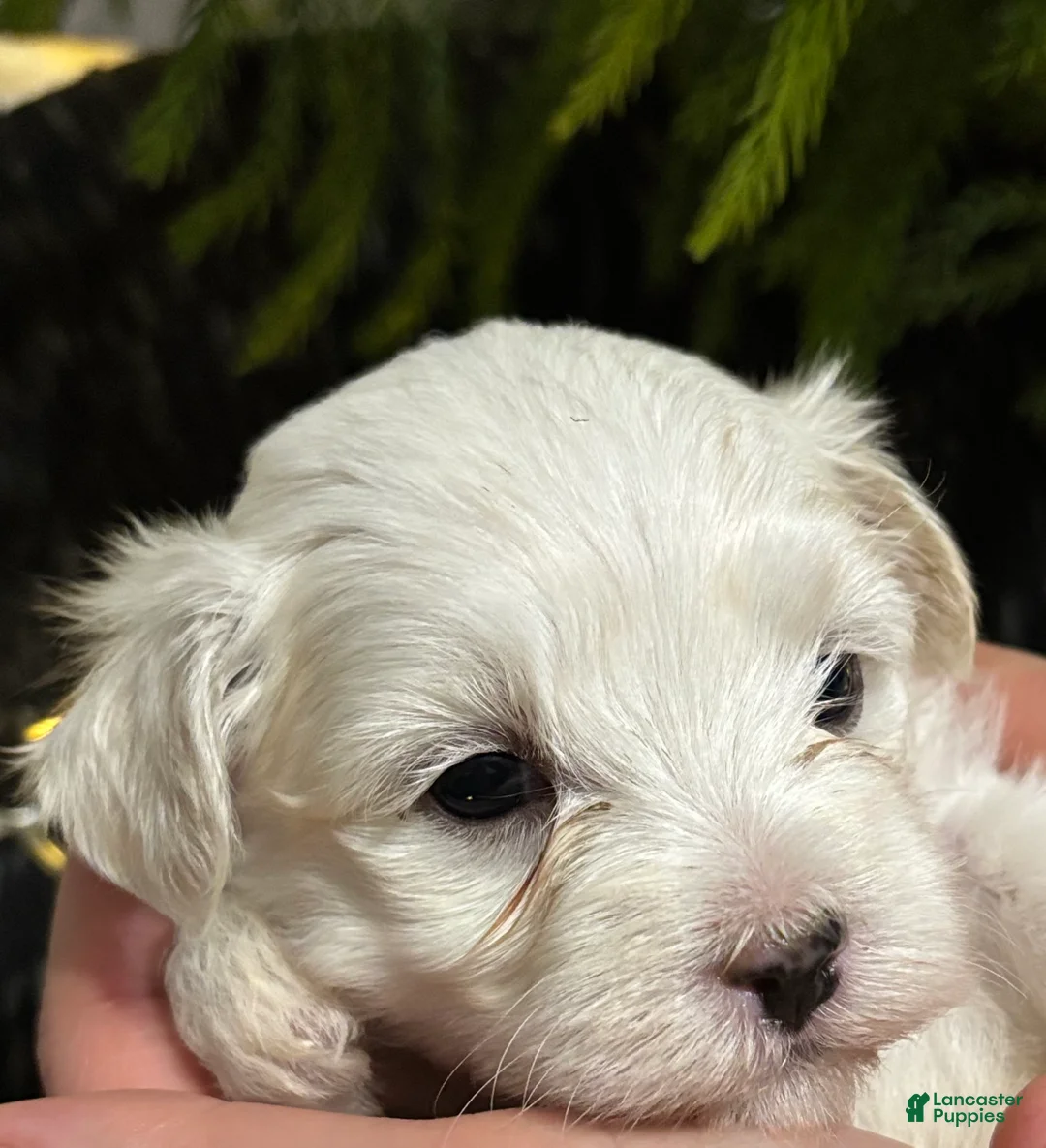Maltese dogs for sale: Cody - Ad 18