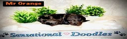 Goldendoodle dogs for sale: Mr. Orange - Ad 3