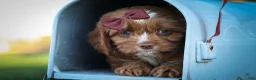 Cavapoo dogs for sale: CHARLIE - Ad 11
