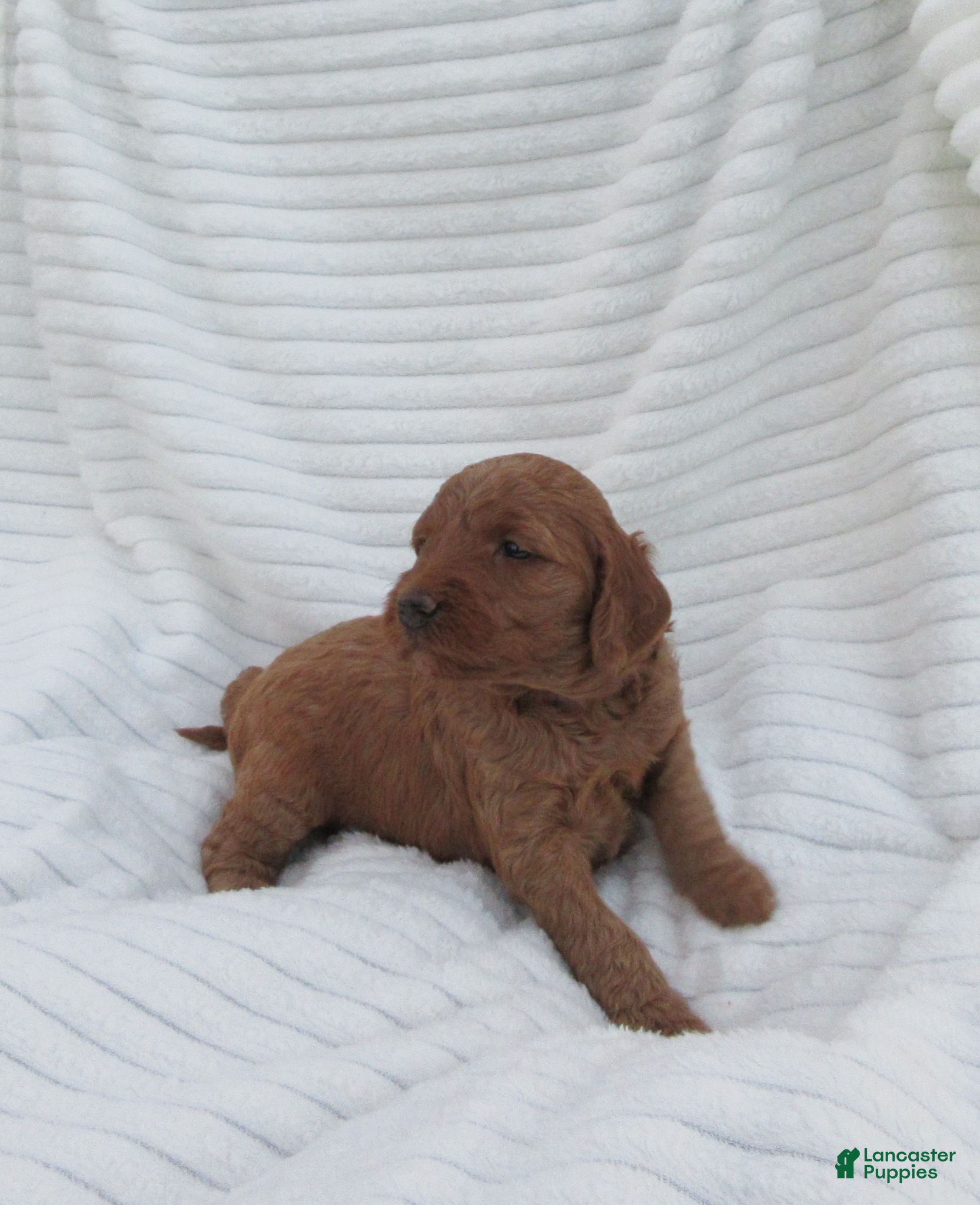 Goldendoodle dogs Amber - Ad 2