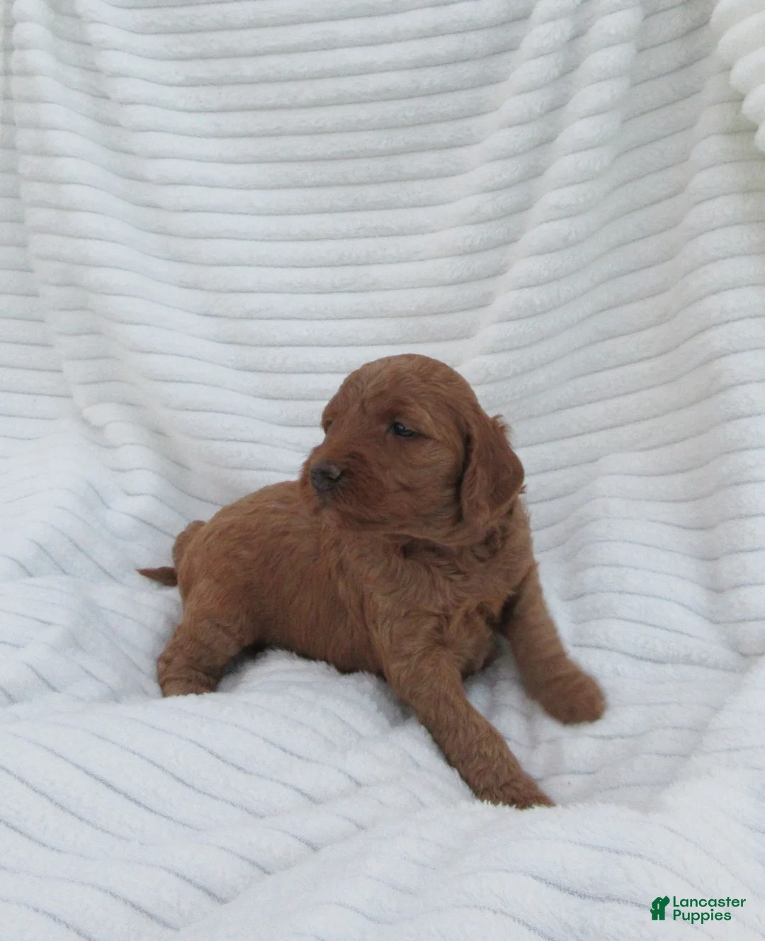 Goldendoodle dogs for sale: Amber - Ad 2
