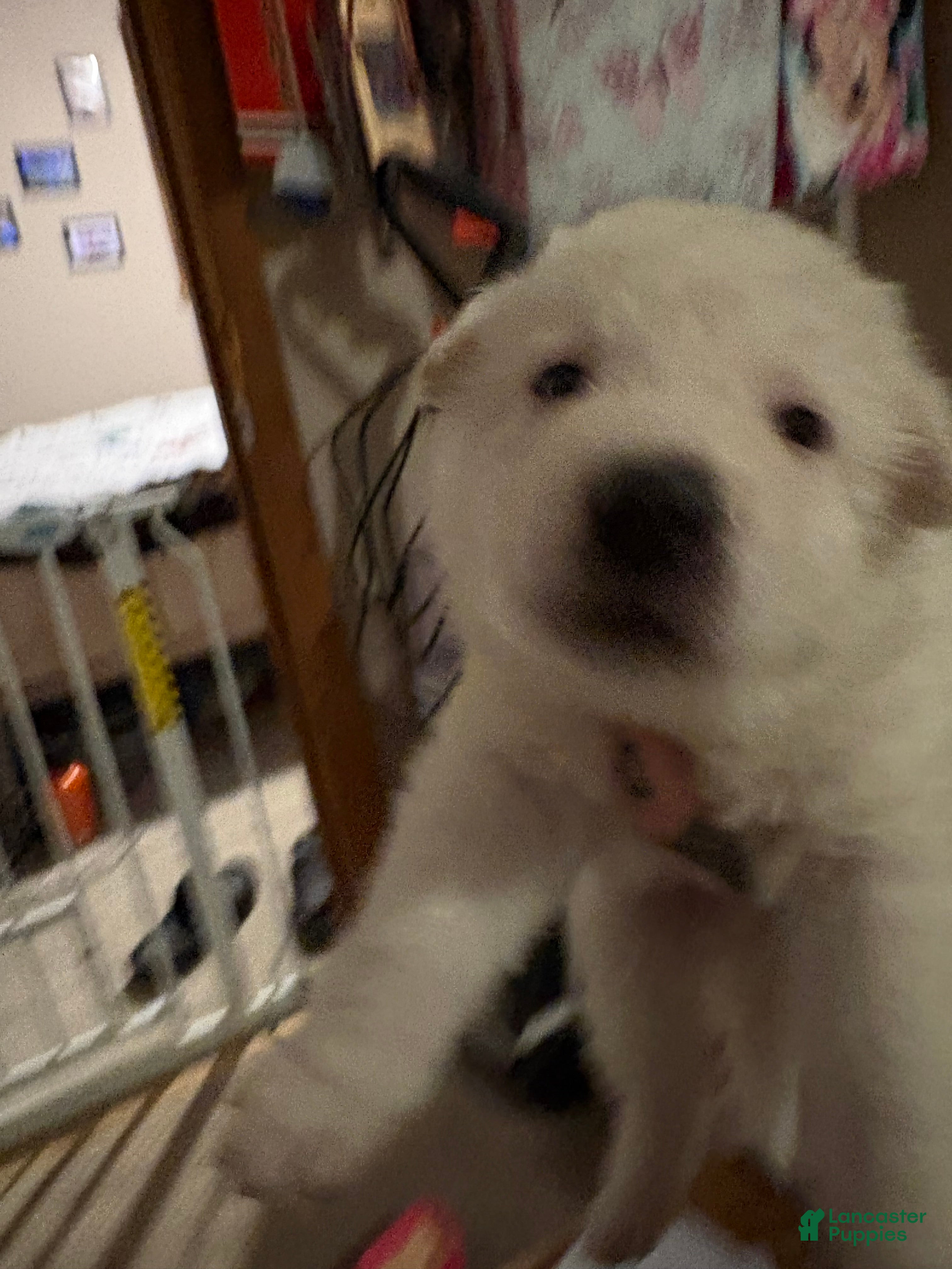 German Shepherd dogs German Shepherd Puppy 4 - Ad 8