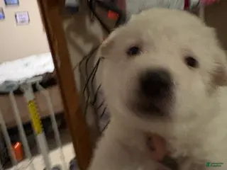 German Shepherd dogs German Shepherd Puppy 4 - Ad 18