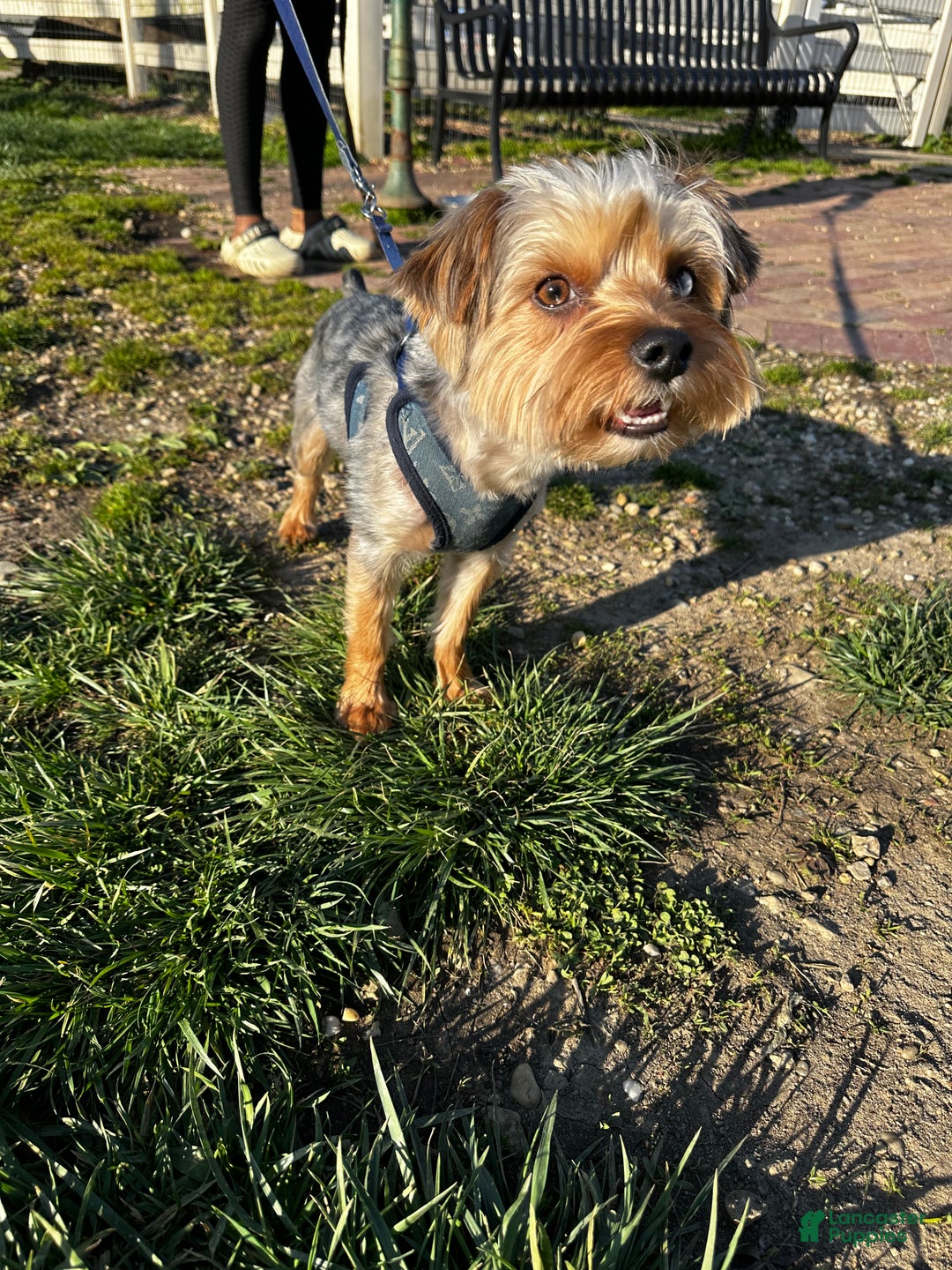 Yorkshire Terrier dogs for stud: KREED - Ad 3