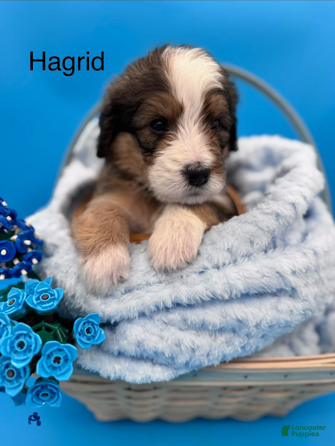 Bernedoodle dogs for sale: Bernedoodle Puppy 1 - Ad 1