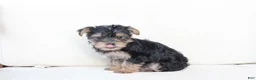 Yorkshire Terrier dogs for sale: Rosie - Ad 2