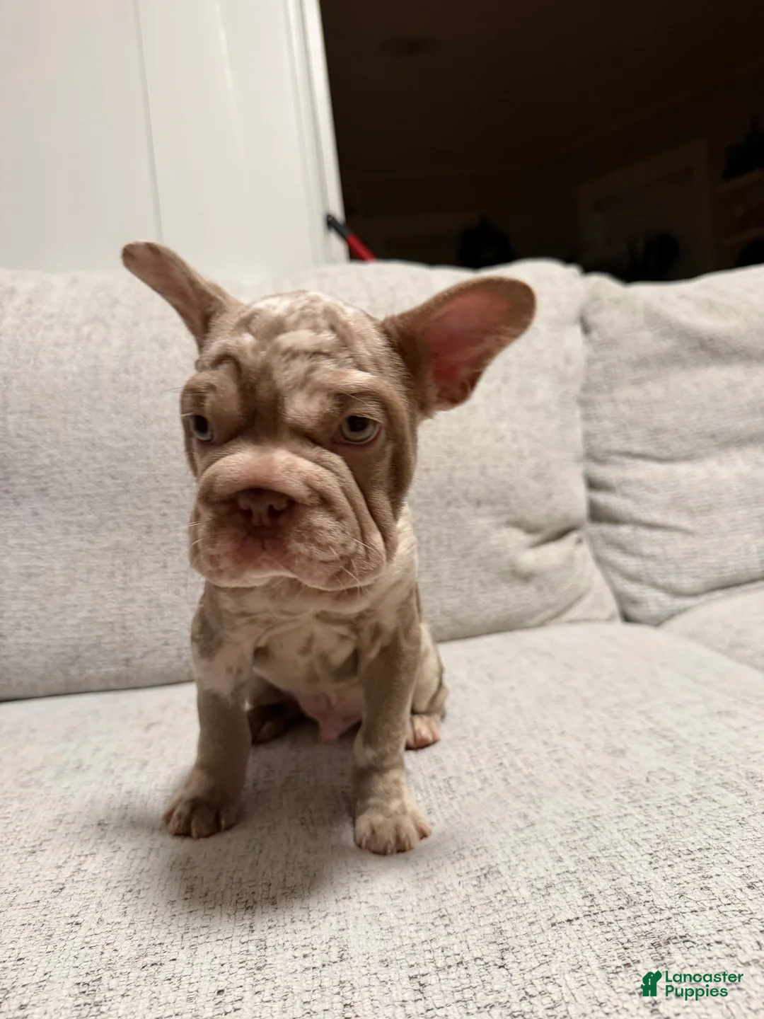 French Bulldog dogs for sale: French Bulldog 2 - Ad 2