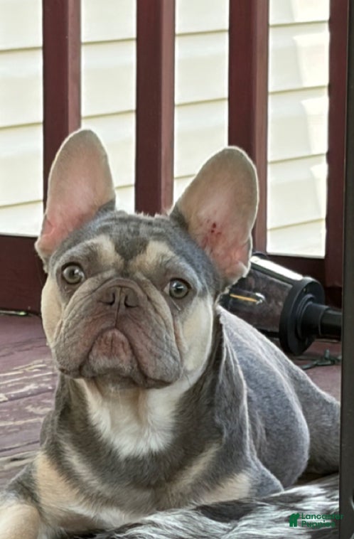 French Bulldog dogs French Bulldog Puppy 5 - Ad 2
