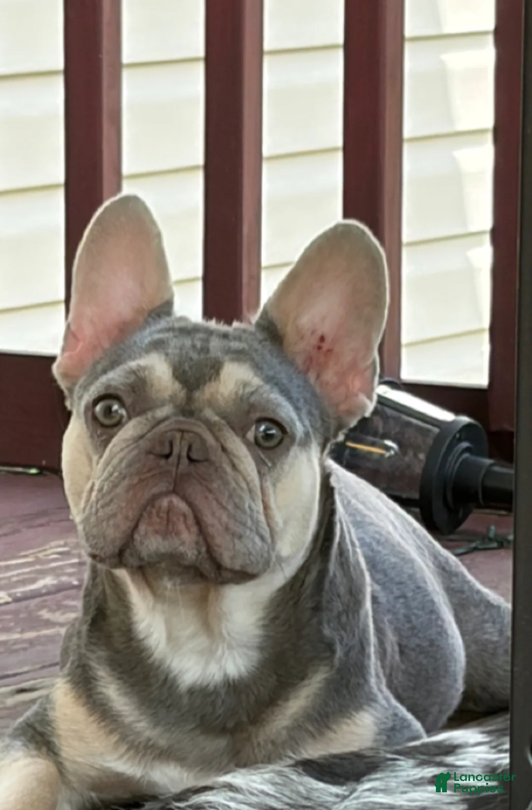 French Bulldog dogs for sale: French Bulldog Puppy 5 - Ad 2