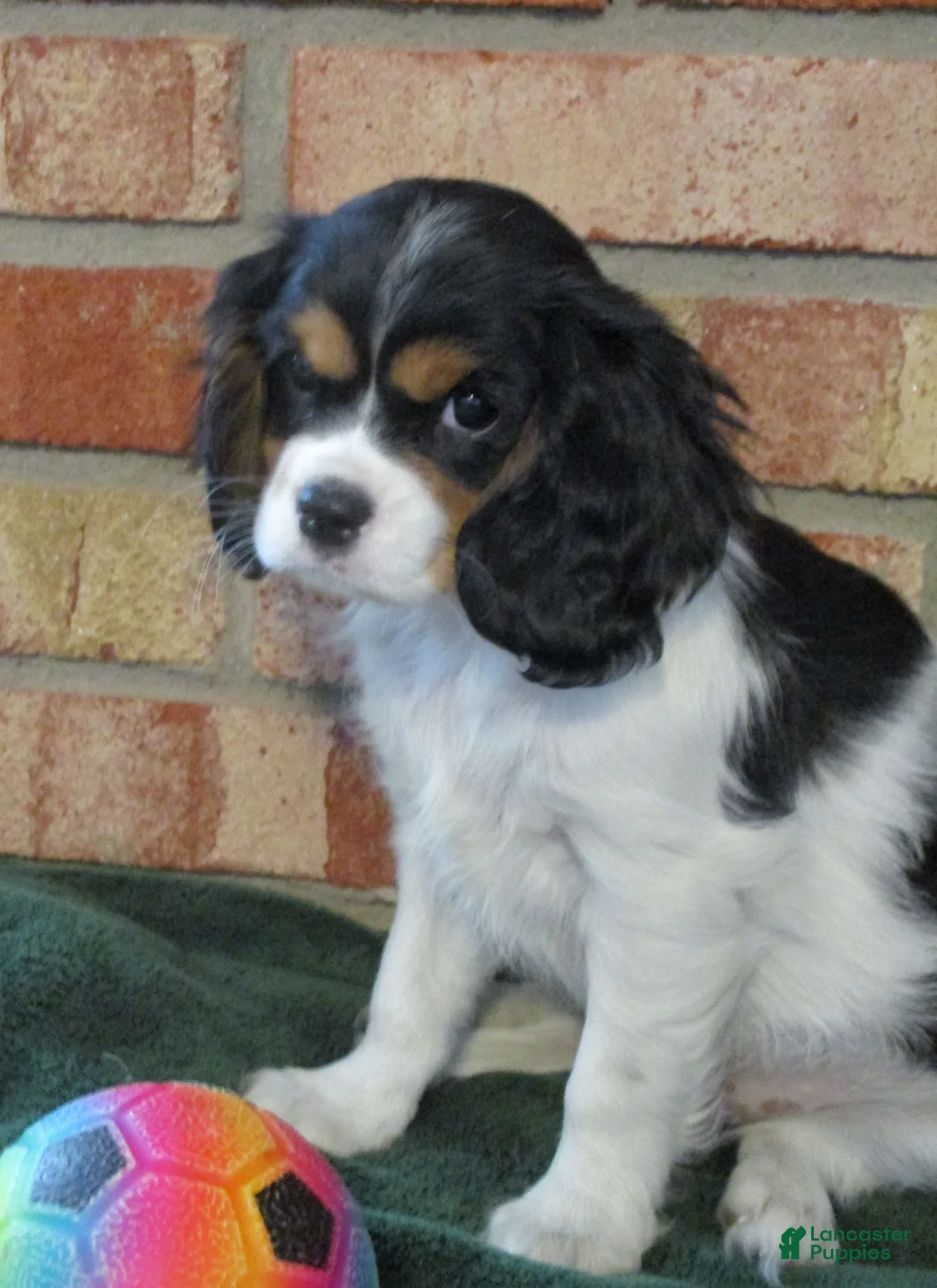 Cavalier King Charles Spaniel dogs for sale: Bella - Ad 2