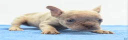 Mixed Breed dogs for sale: Milo merle  - Ad 12