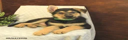 German Shepherd dogs for sale: Malcolm - Ad 3