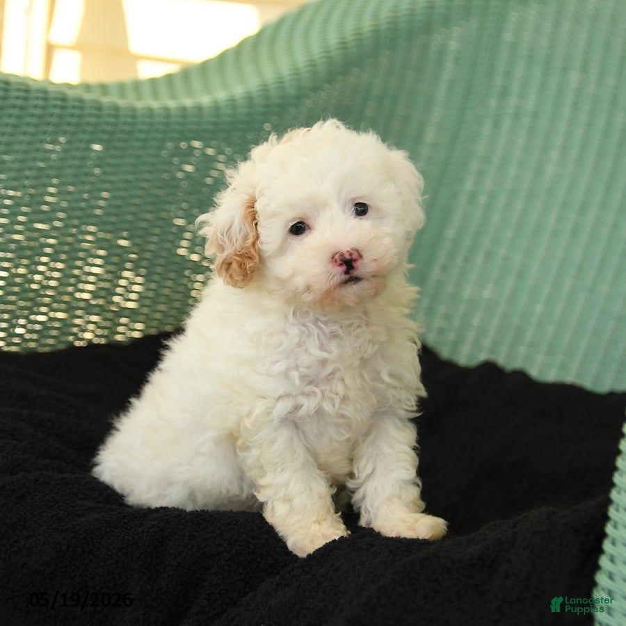 Maltipoo dogs Wags - Ad 1