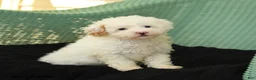 Maltipoo dogs for sale: Wags - Ad 1