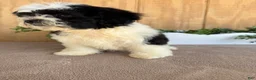 Teddy Bear dogs for sale: Lucas - Ad 7