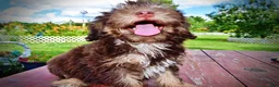 Havapoo dogs for sale: Frisky - Ad 20