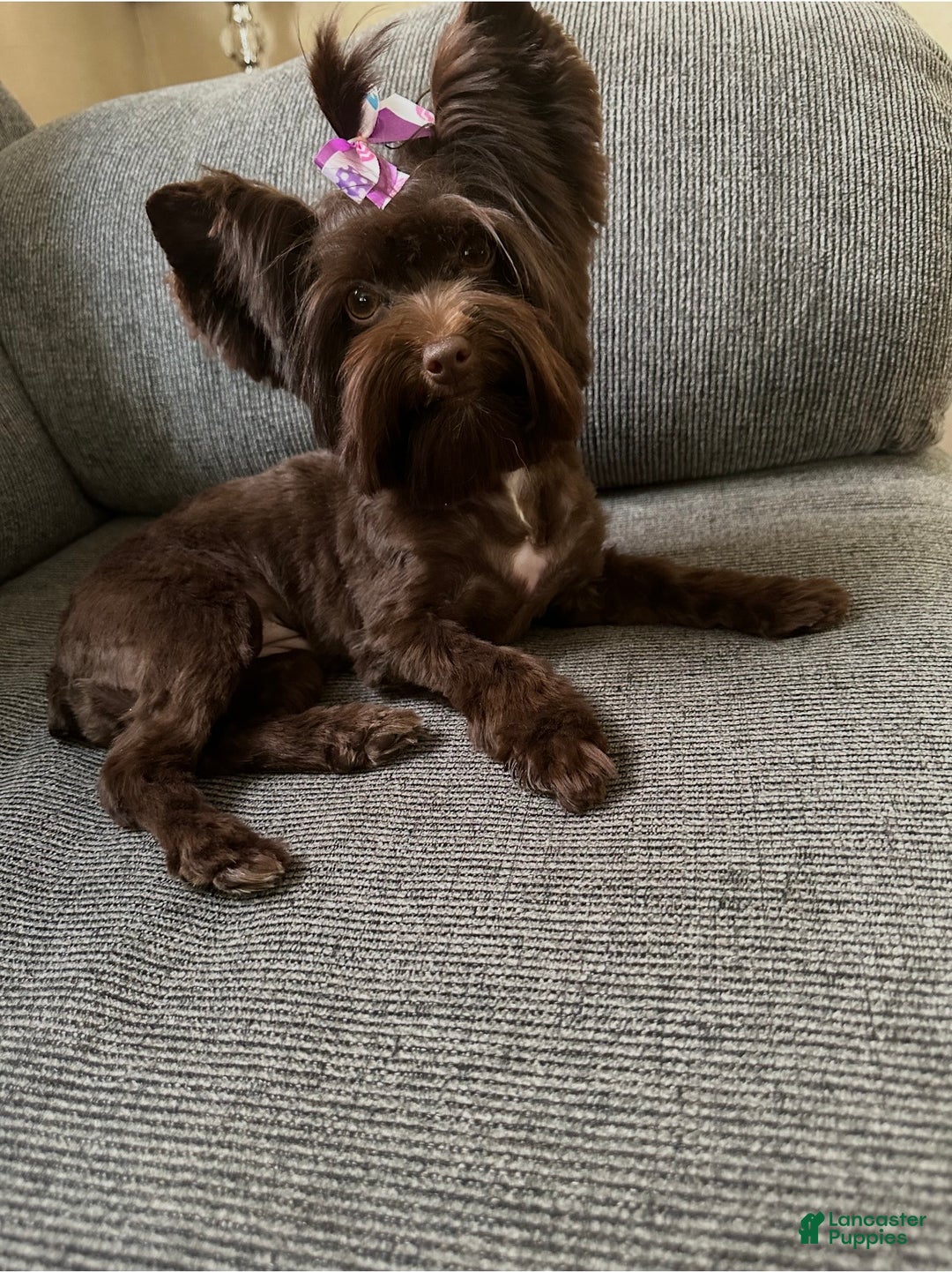 Yorkiepoo dogs for sale: Cinnabon - Ad 4