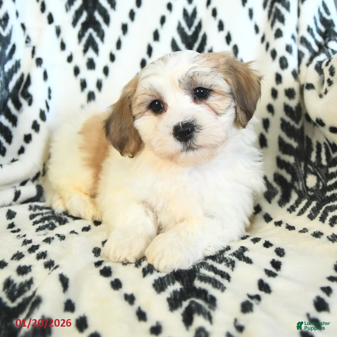 Teddy Bear dogs for sale: Ricky   - Ad 2