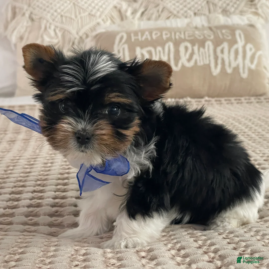 Biewer Terrier dogs for sale: Milo - Ad 6