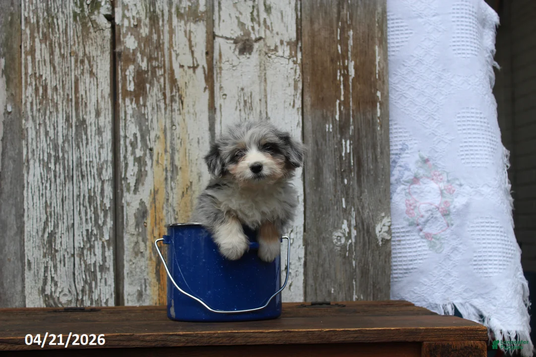 Corgipoo dogs for sale: Dolly - Ad 3